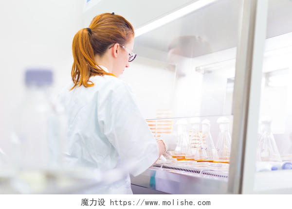 一个女科学家在实验室里进行嫁接在锥形瓶中的细菌试验